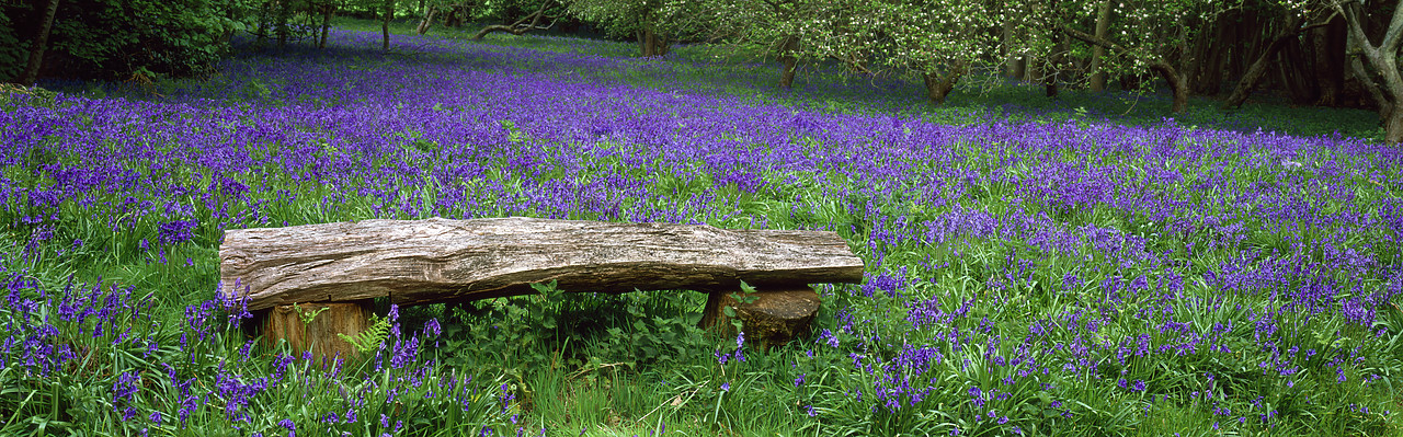 #020063-4 - Log Bench & Bluebells, Stratton Strawless, Norfolk, England