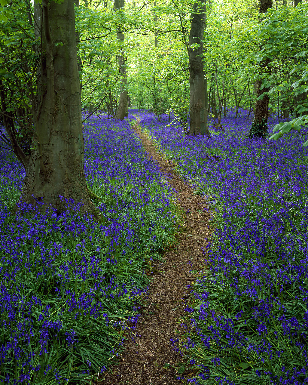 #020066-8 - Path through Bluebell Wood, Stratton Strawless, Norfolk, England