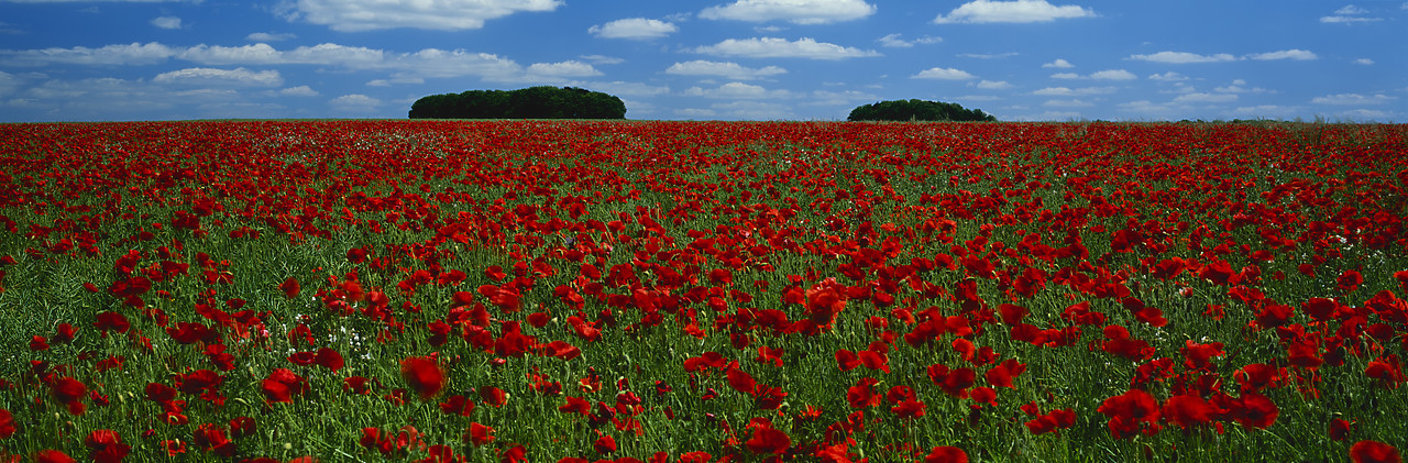 #030194-14 - Field of Poppies, Cotswolds, Gloucestershire, England