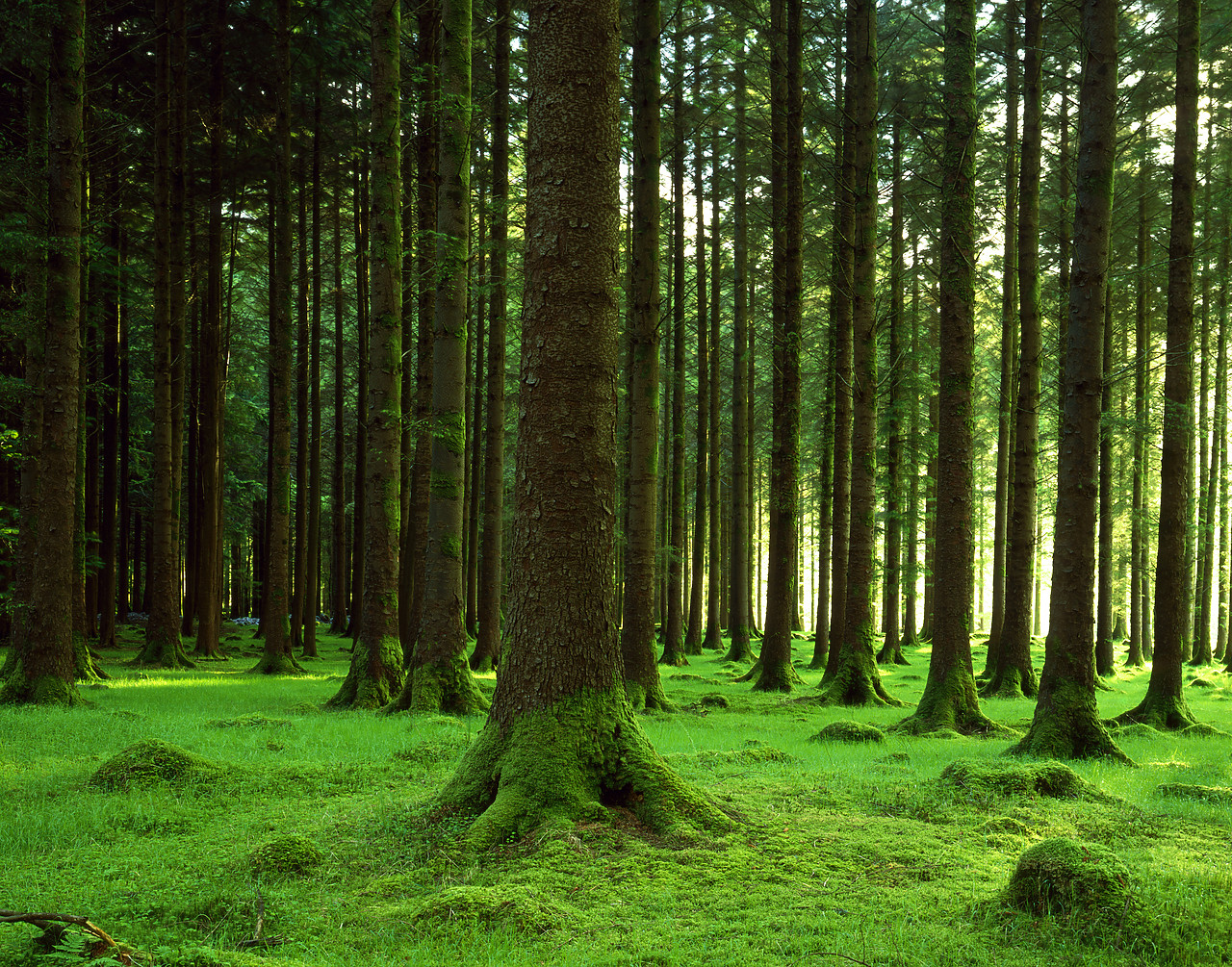 #030246-1 - Pine Forest, Gougane Barra, Co. Cork, Ireland
