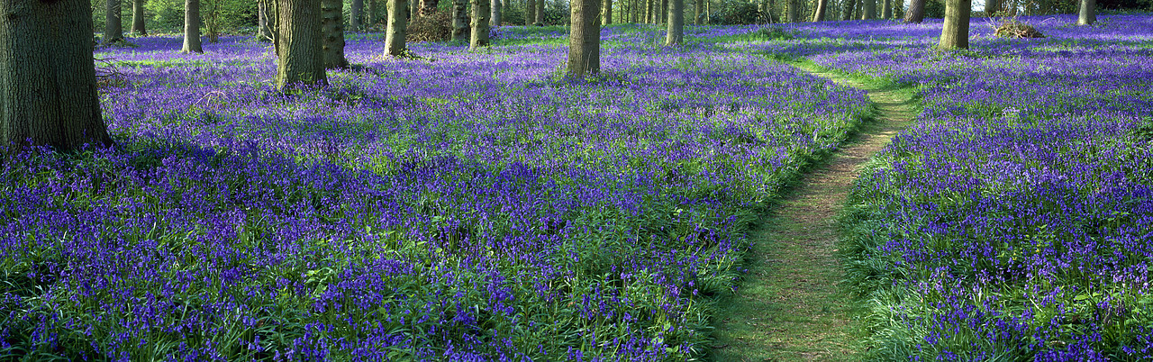 #040070-1 - Pathway through Bluebell Wood, Blickling Estate, Norfolk, England
