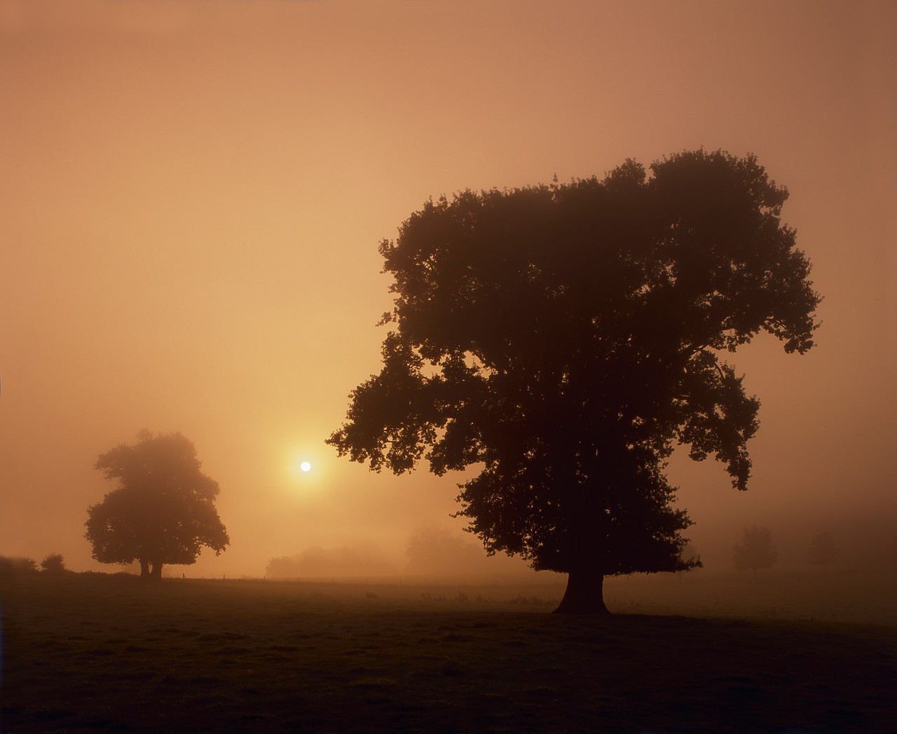 #040247-1 - Trees in Morning Mist, Surlingham, Norfolk, England