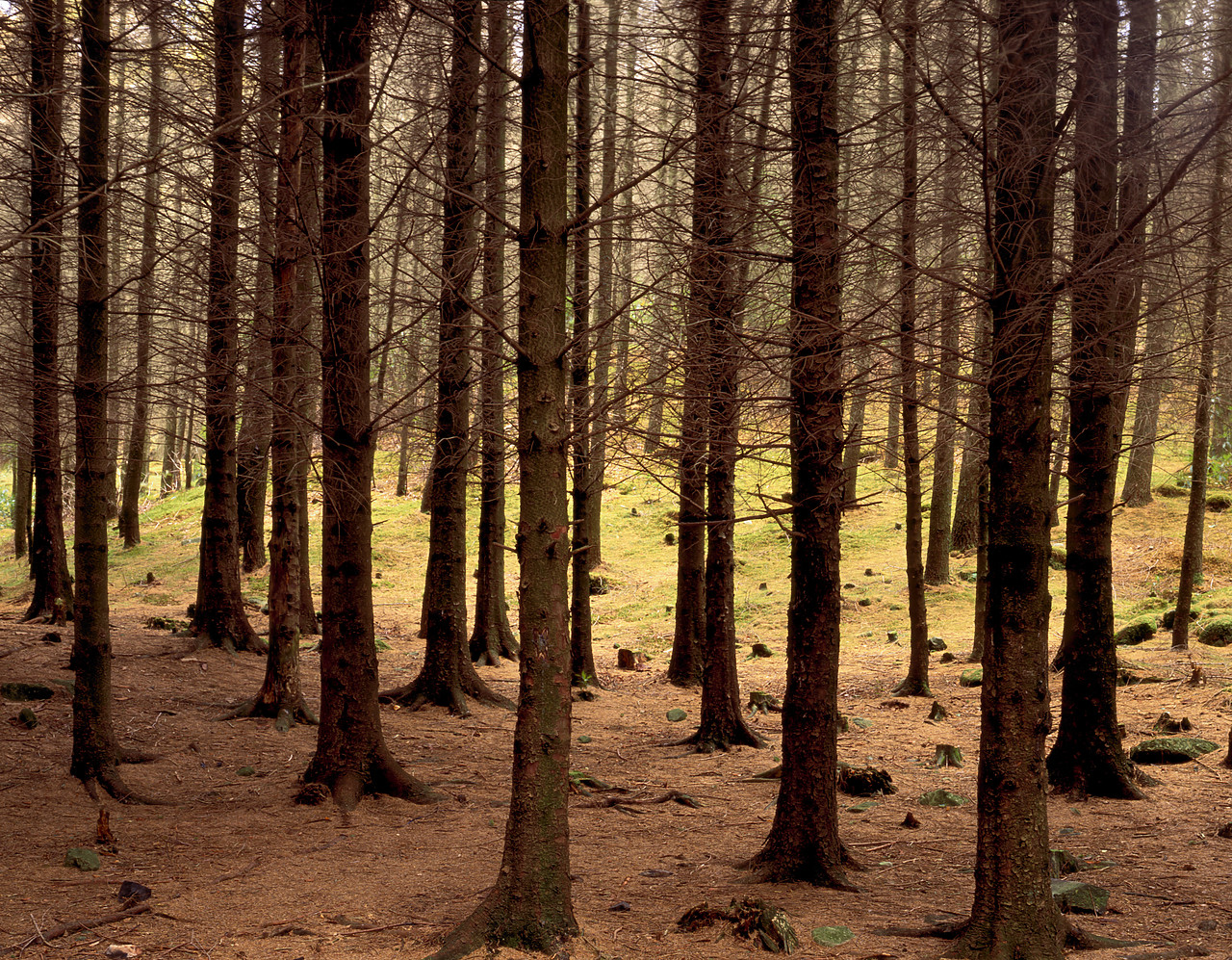 #040261-2 - Pine Trees, Lake District National Park, Cumbria, England