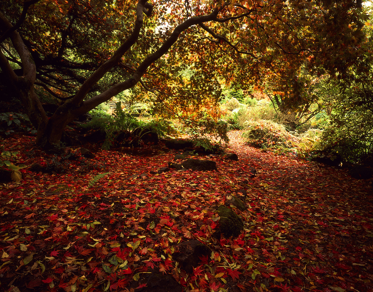 #050293-1 - Maple Tree in Autumn, Branklyn Gardens, Perth, Tayside Region, Scotland