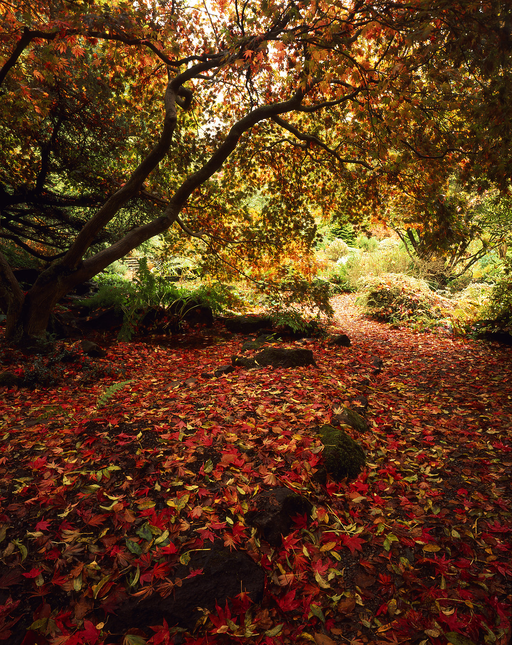#050293-3 - Maple Tree in Autumn, Branklyn Gardens, Perth, Tayside Region, Scotland