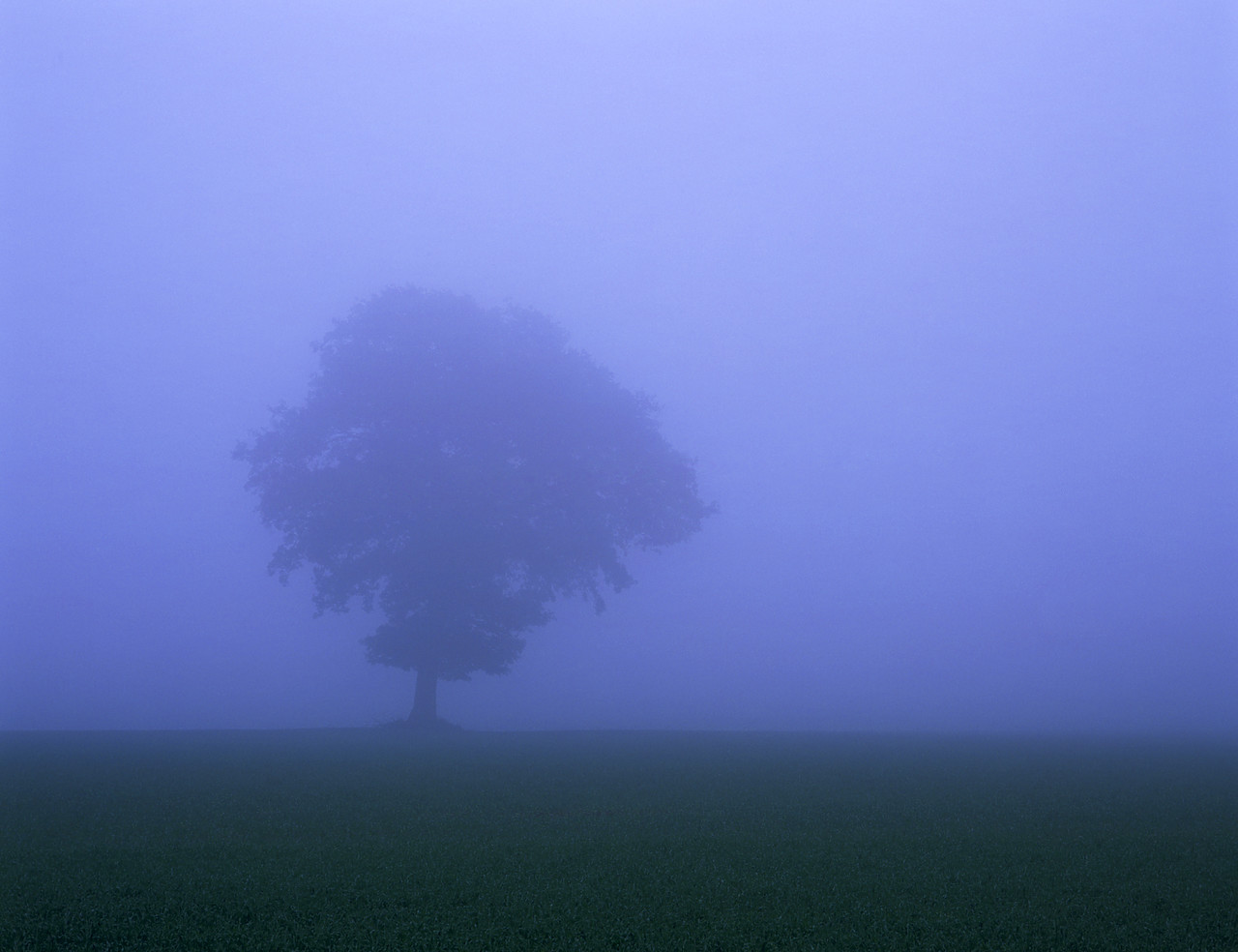 #050294-1 - Oak Tree In Mist, Clippesby, Norfolk, England
