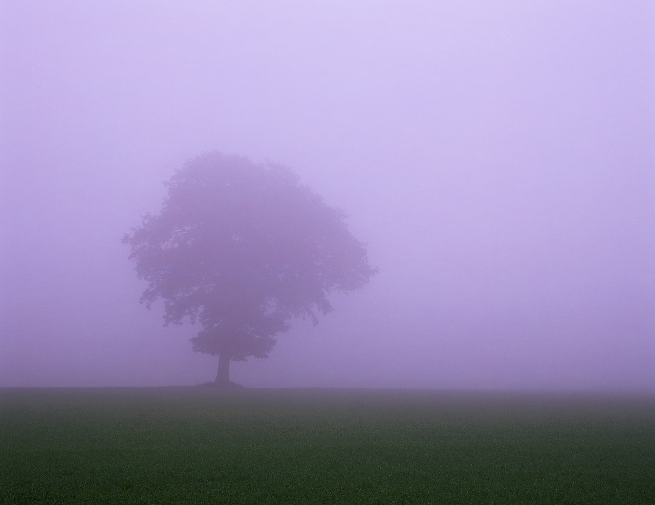 #050294-2 - Oak Tree in Mist, Clippesby, Norfolk, England