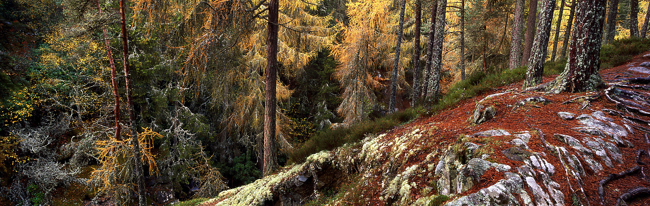 #050306-1 - Larch Trees in Autumn, Glen Garry, Tayside Region, Scotland