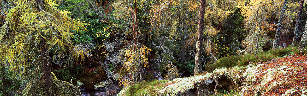 #050307-1 - Larch Trees in Autumn, Glen Garry, Tayside Region, Scotland