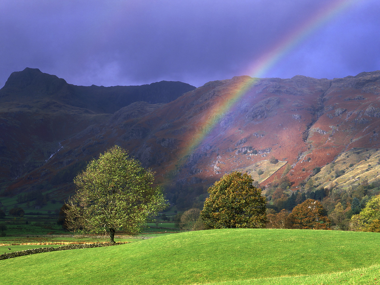 #050312-1 - Rainbow over Tree in Great Langdale, Lake District National Park, Cumbria, England