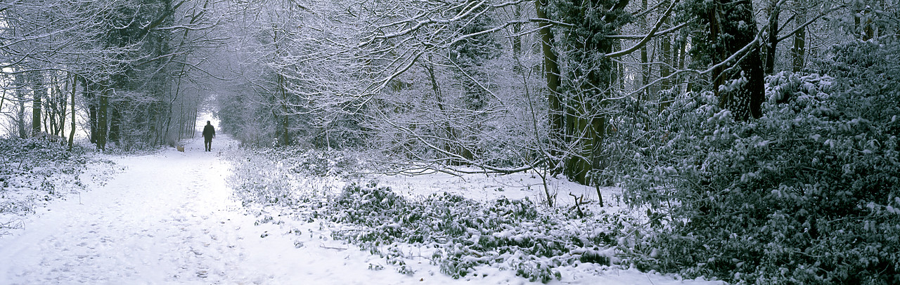 #050318-1 - Quebec Wood in Winter, near East Dereham, Norfolk, England