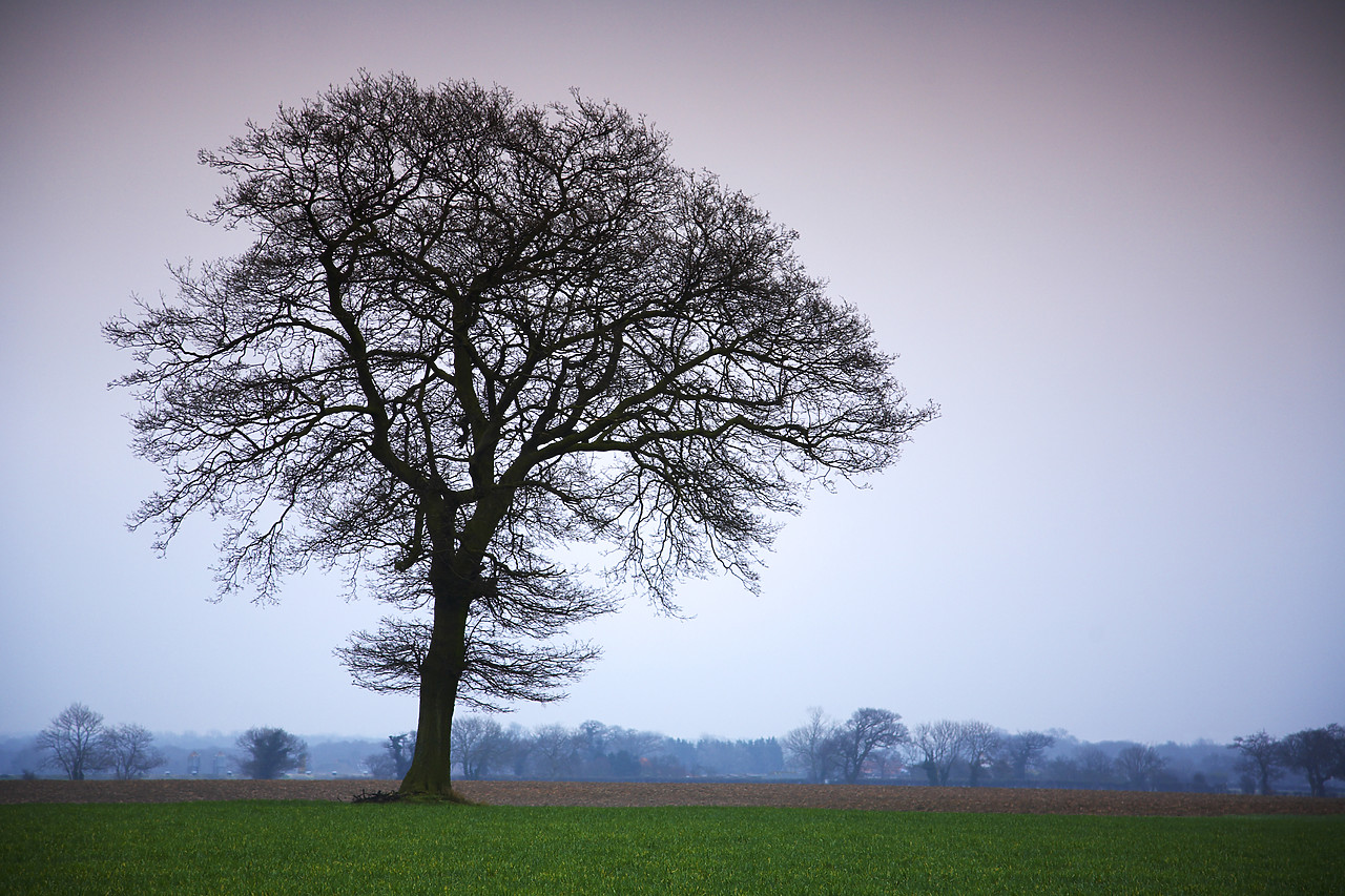 #060227-1 - Tree in Field, Norfolk, England