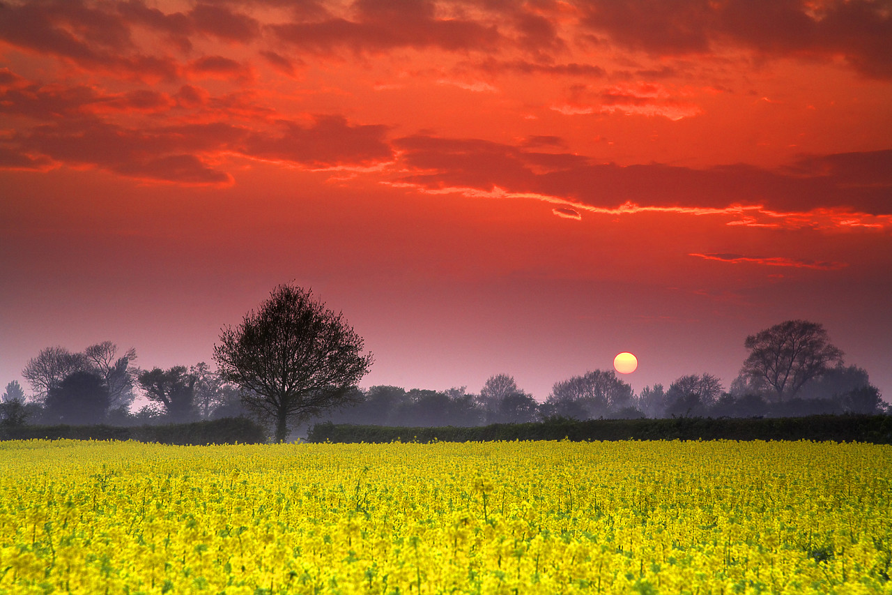 #060232-1 - Sunset over Field of Rape, Stoke Holy Cross, Norfolk, England