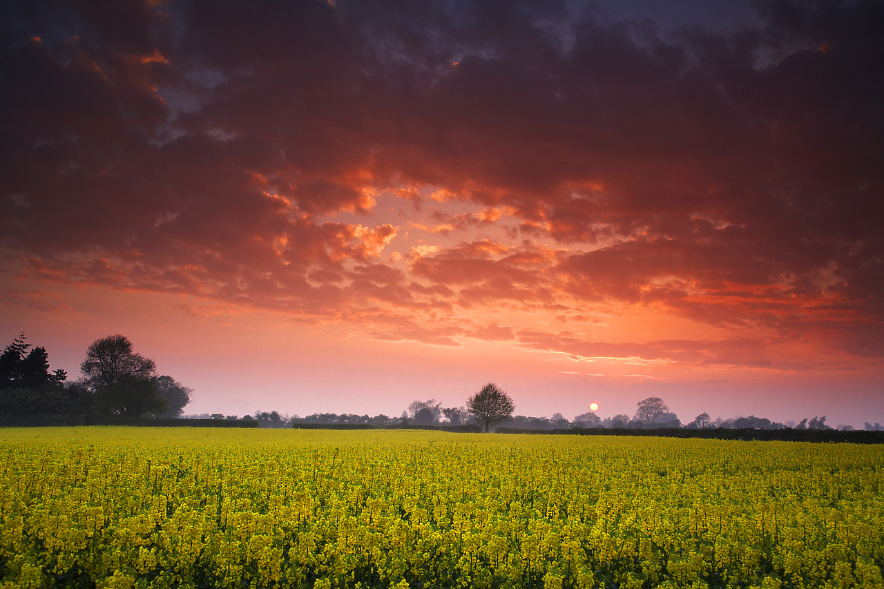 #060232-2 - Sunset over Field of Rape, Stoke Holy Cross, Norfolk, England