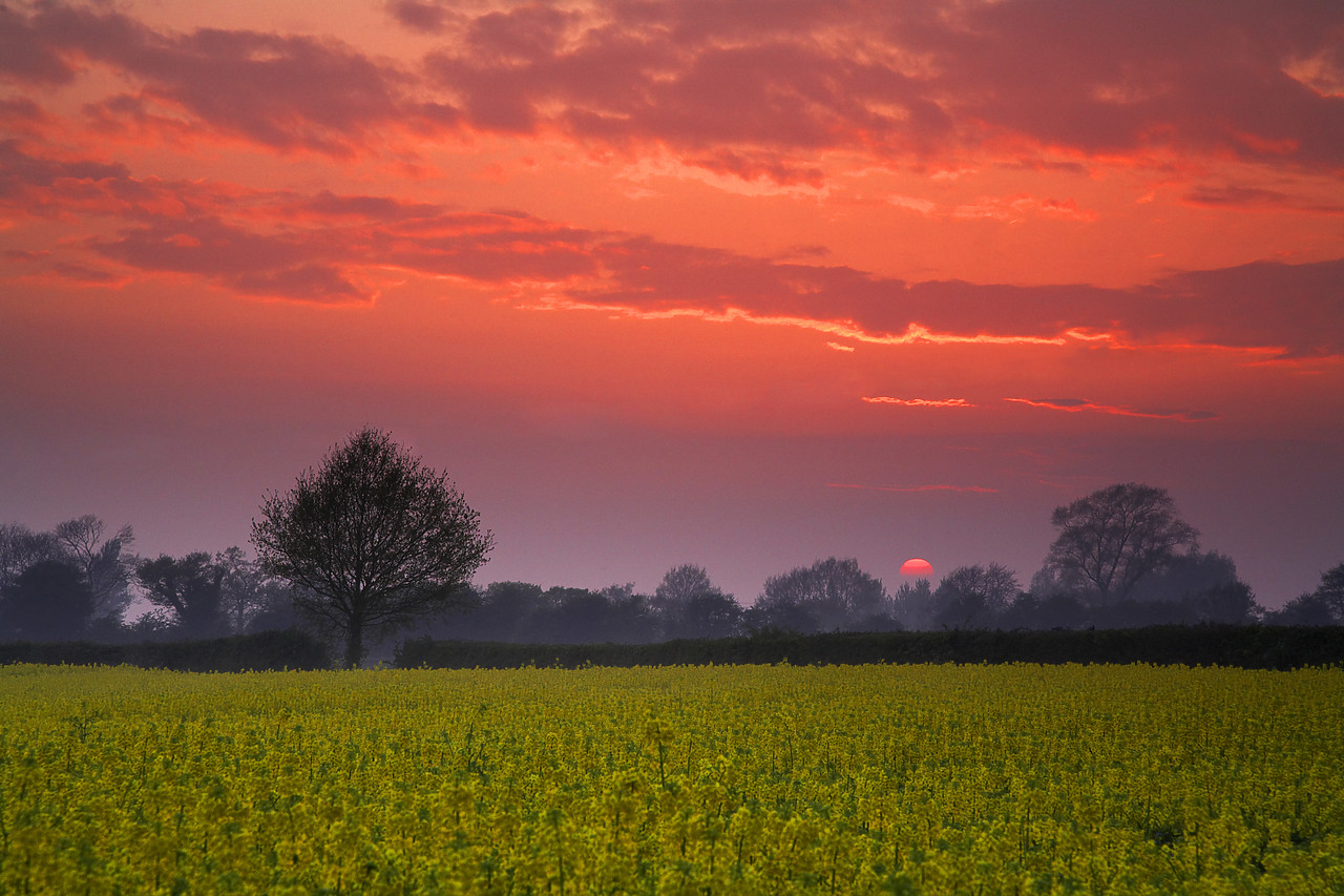 #060232-3 - Sunset over Field of Rape, Stoke Holy Cross, Norfolk, England