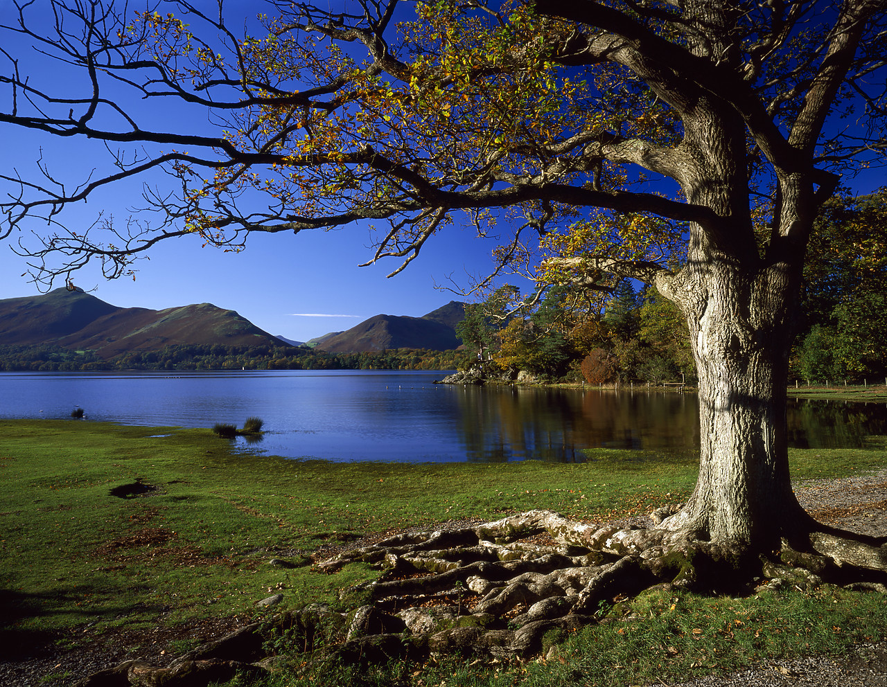 #060536-1 - Exposed Tree Roots by Derwent Water, Lake District National Park, Cumbria, England