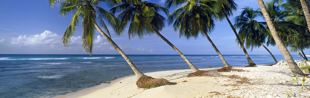 #060651-1 - Palm Trees, Barbados, Caribbean, West Indies
