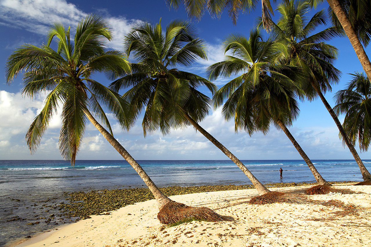 #060651-3 - Palm Trees, Barbados, West Indies