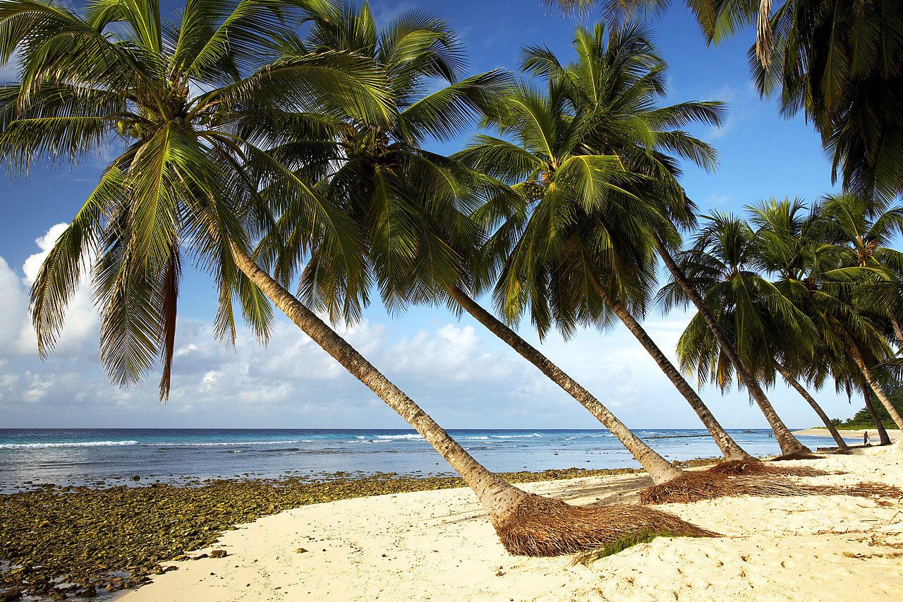 #060651-4 - Palm Trees, Barbados, West Indies