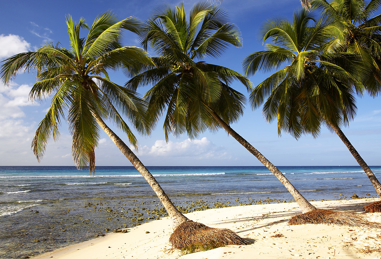 #060658-1 - Palm Trees, Barbados, West Indies