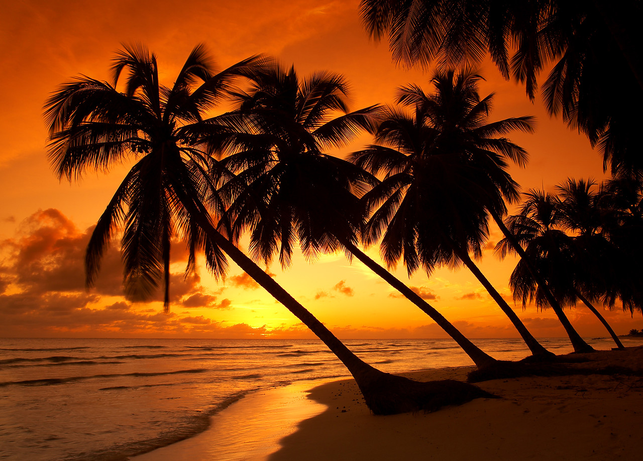 #060659-1 - Palm Trees at Sunset, Barbados, West Indies