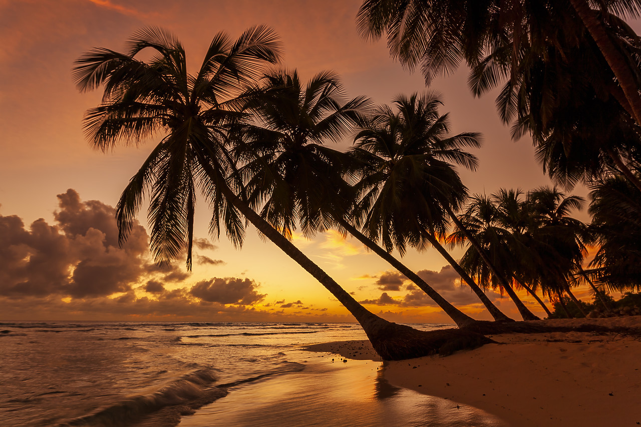 #060659-2 - Palm Trees at Sunset, Barbados, West Indies
