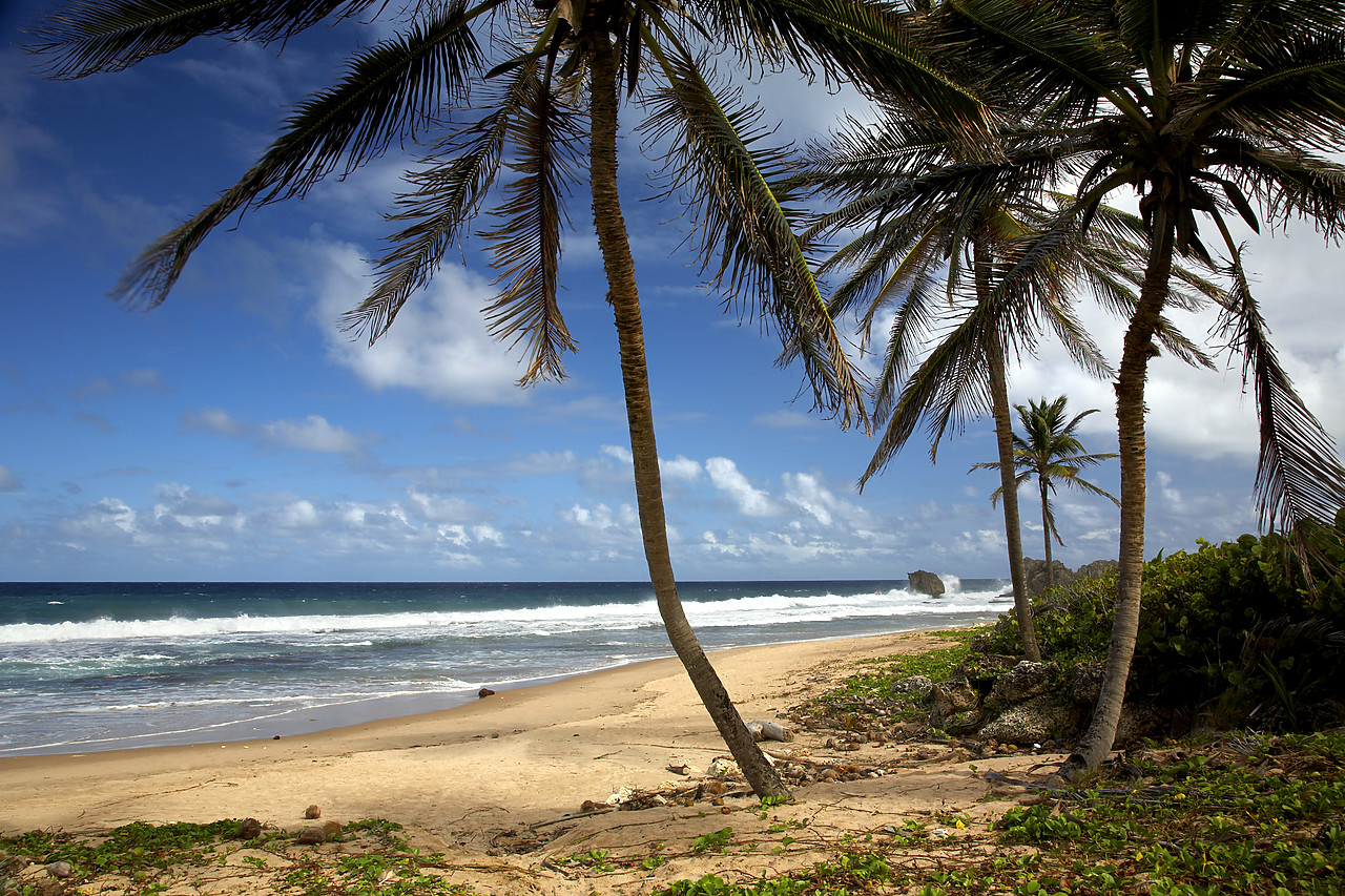 #060667-1 - Palm Trees on Beach, Bathsheba Beach, Barbados, West Indies