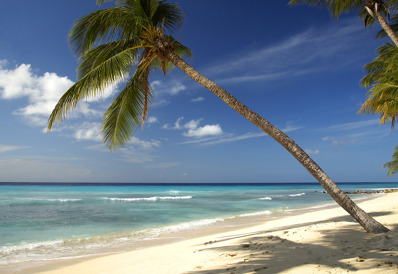 #060676-1 - Palm Trees, Oistins Bay, Barbados, West Indies