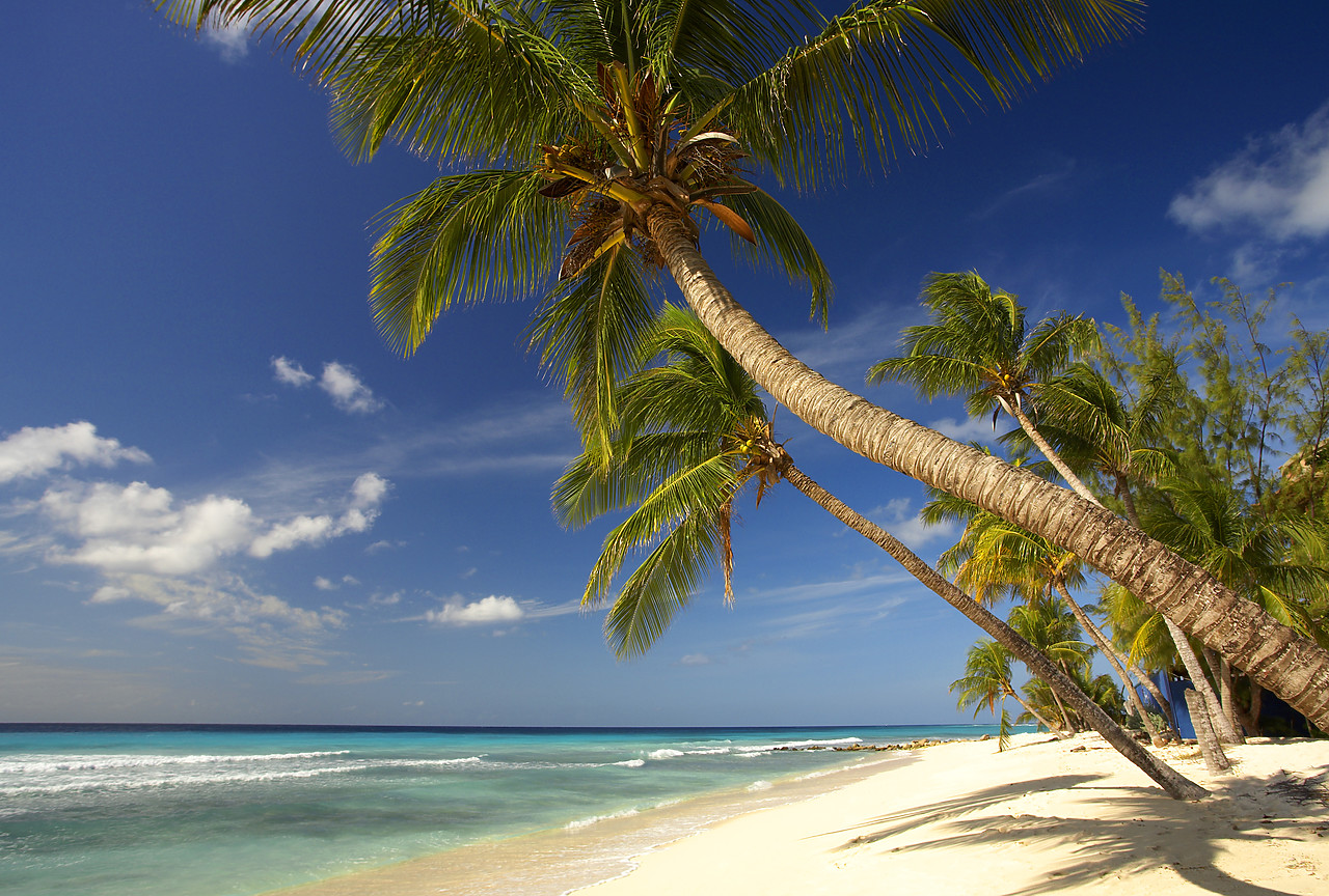 #060677-1 - Palm Trees, Oistins Bay, Barbados, West Indies