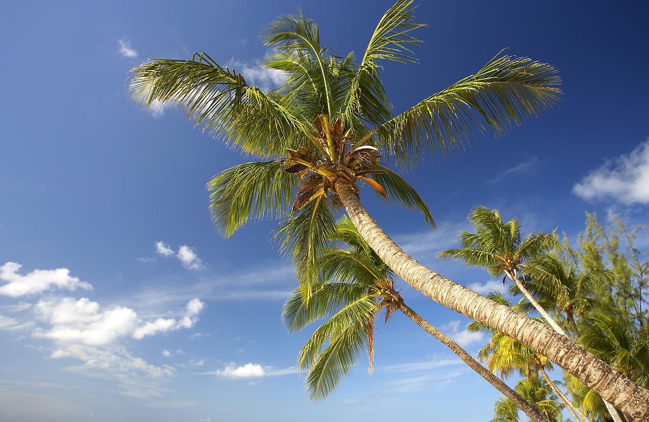 #060677-3 - Palm Trees, Oistins Bay, Barbados, West Indies