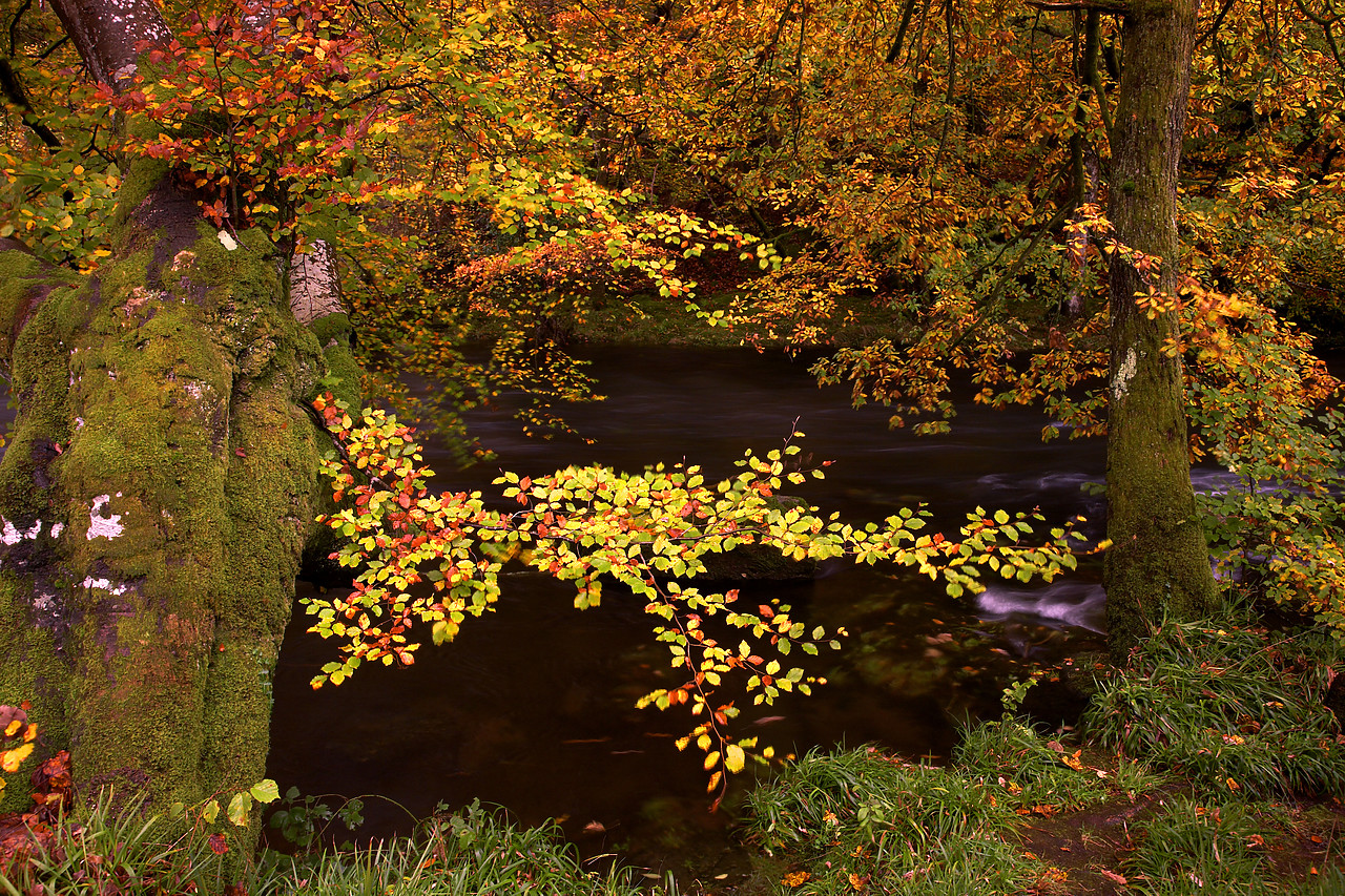 #060695-1 - Autumn Trees over River Brathay, Lake District National Park, Cumbria, England