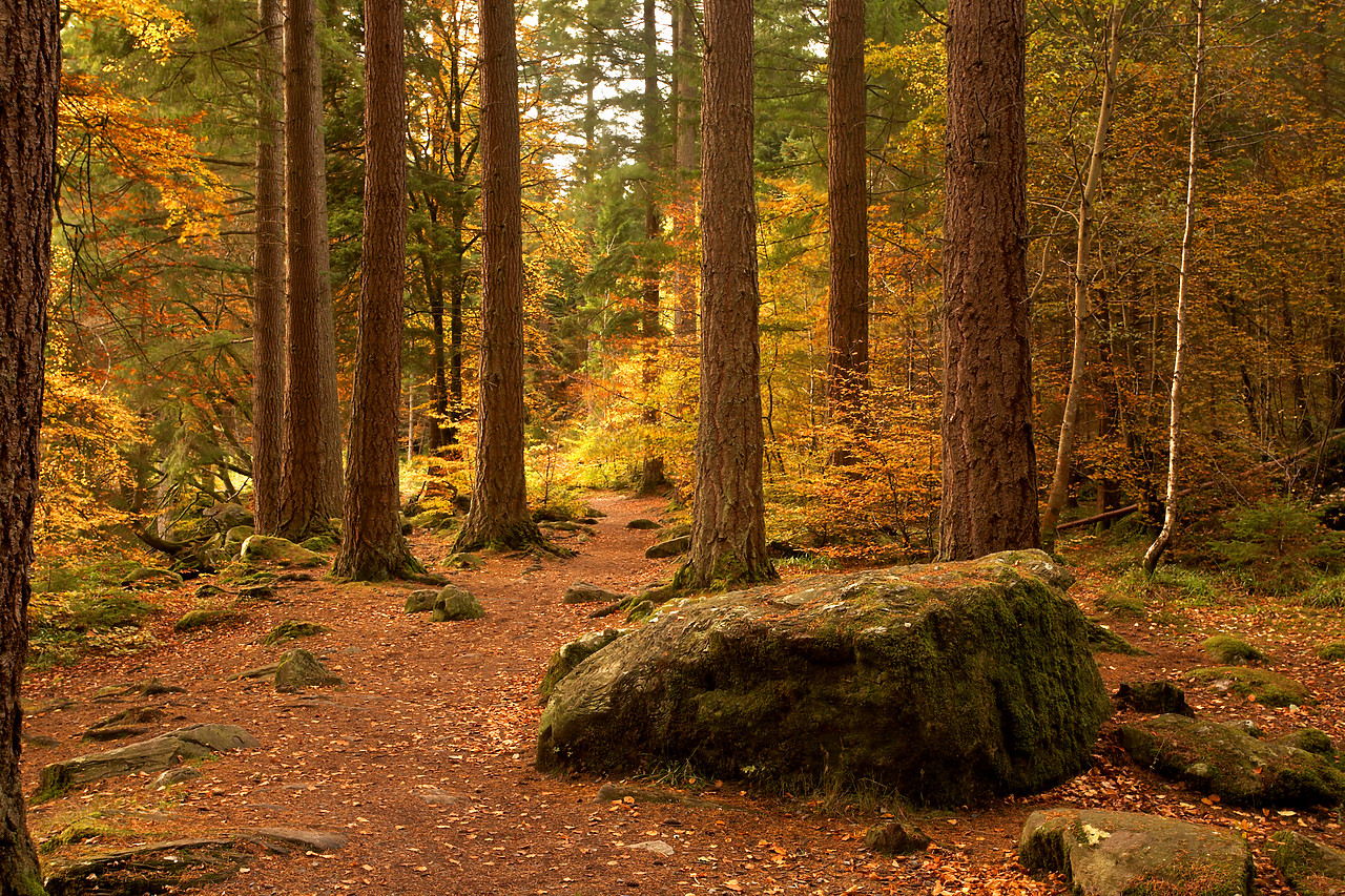 #060715-1 - Pine Trees in Autumn, The Hermitage Dunkeld, Tayside Region, Scotland