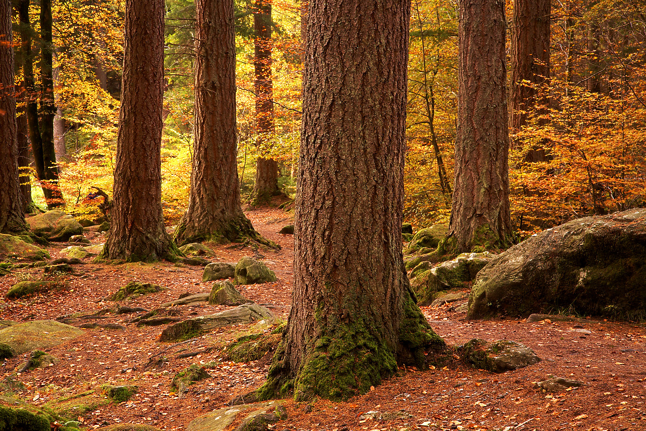 #060716-1 - Pine Trees in Autumn, The Hermitage Dunkeld, Tayside Region, Scotland