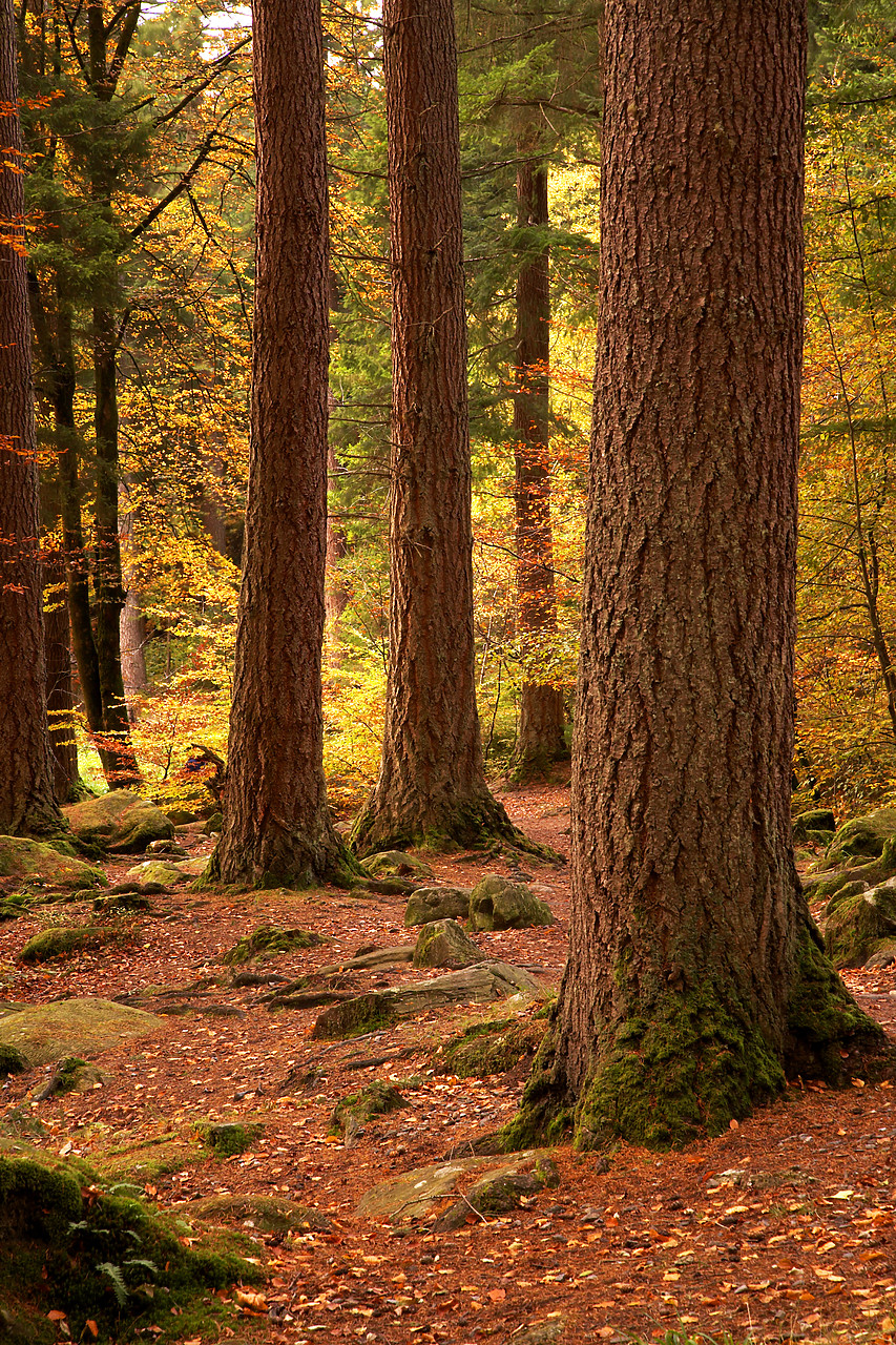 #060716-2 - Pine Trees in Autumn, The Hermitage Dunkeld, Tayside Region, Scotland
