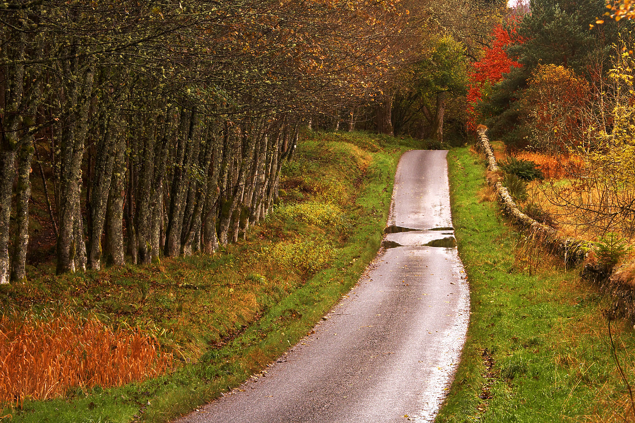#060734-1 - Road through Forest,  Tayside Region, Scotland