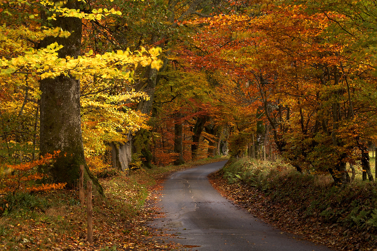 #060746-1 - Woodland Path in Autumn, Tayside Region, Scotland