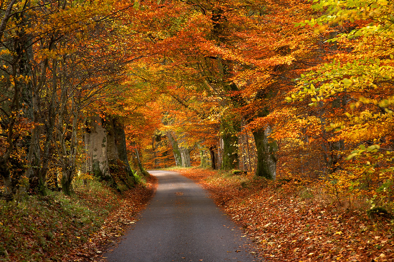 #060747-1 - Woodland Path in Autumn, Tayside Region, Scotland