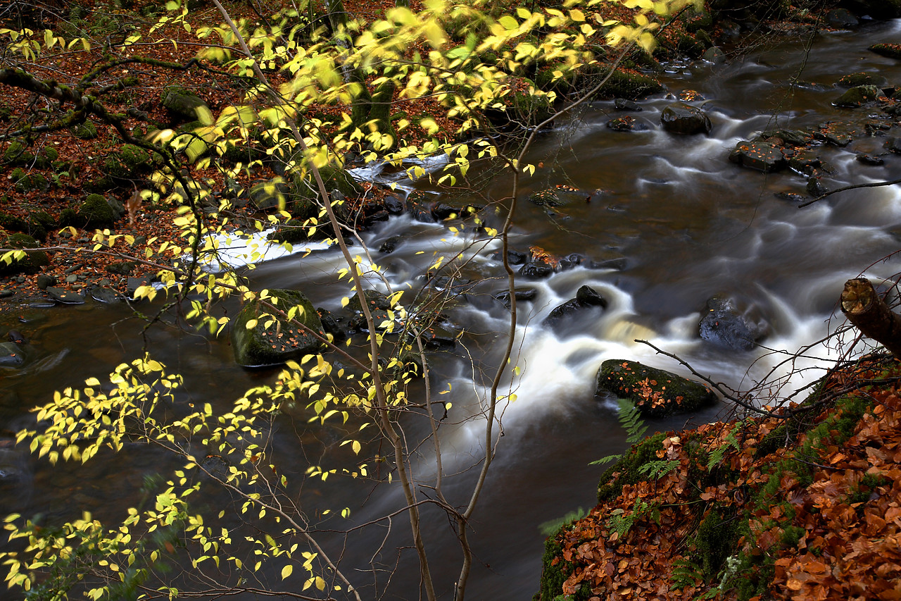 #060748-1 - Autumn Colours along River Braan, Dunkeld, Tayside Region, Scotland