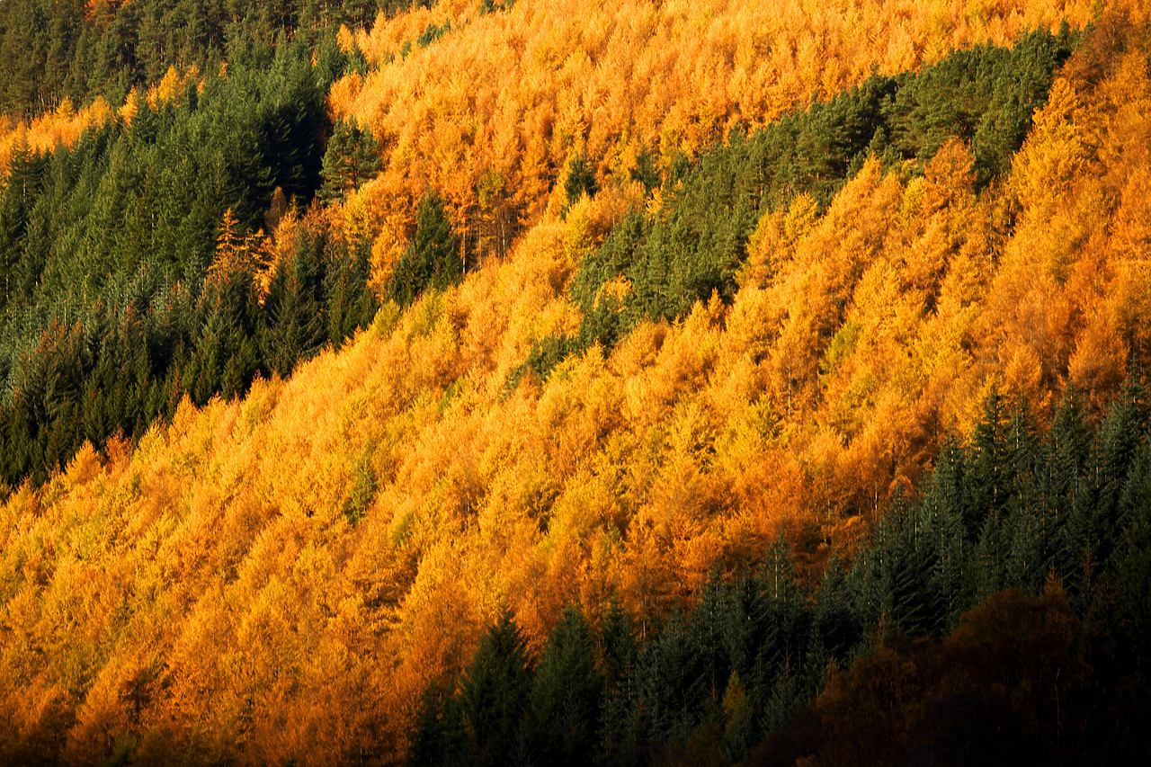 #060749-1 - Larch Wood in Autumn, Tayside Region, Scotland