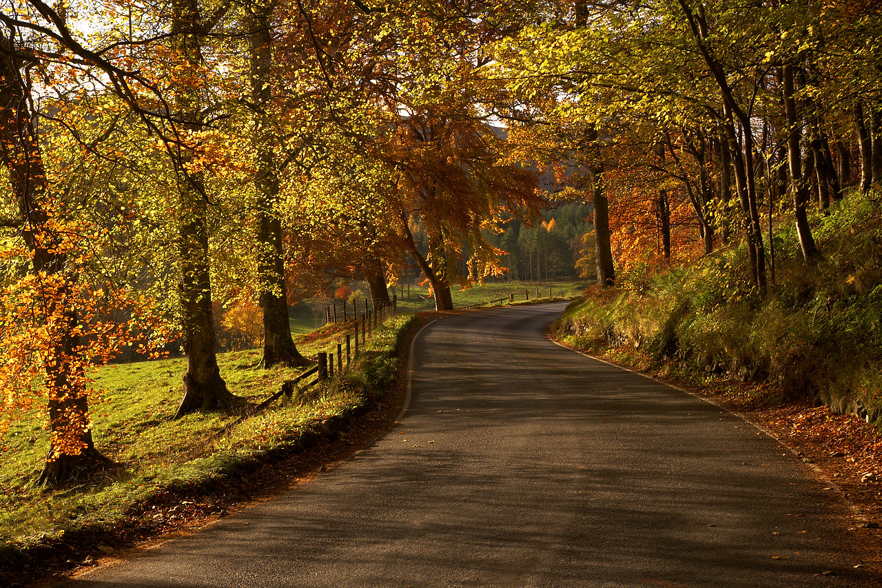 #060751-1 - Road through Autumn Trees, Tayside Region, Scotland