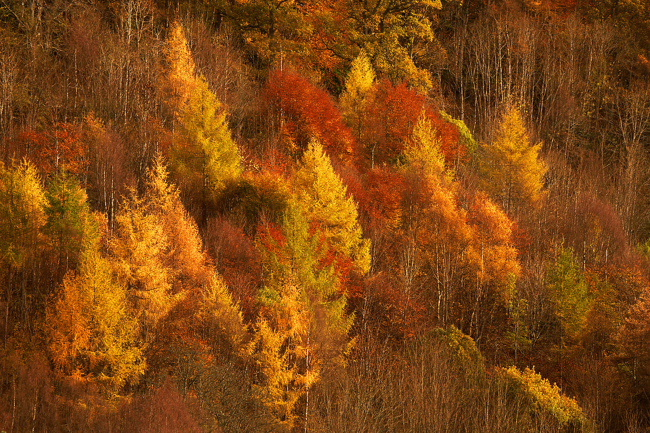 #060752-2 - Silver Birch and Larch Forest in Autumn, Tayside Region, Scotland