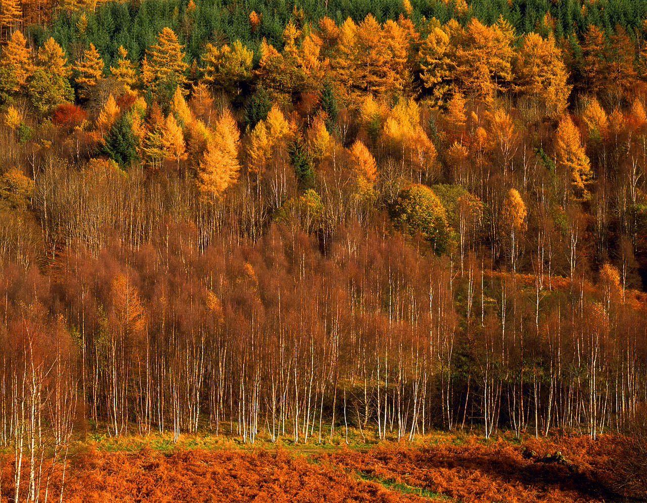 #060752-4 - Silver Birch & Larch Forest in Autumn, Tayside Region, Scotland