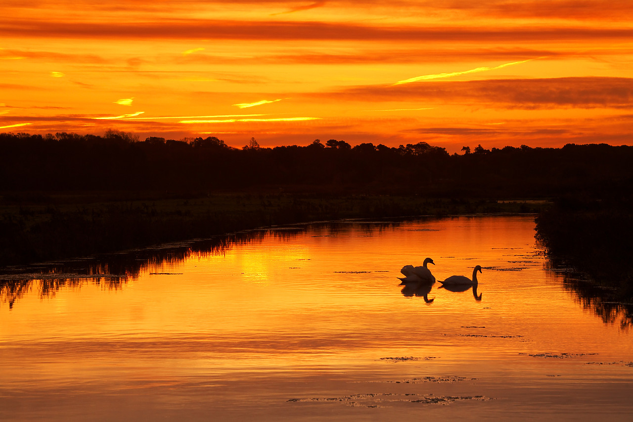 #060755-1 - Swans at Sunrise, Norfolk Broads, Norfolk, England