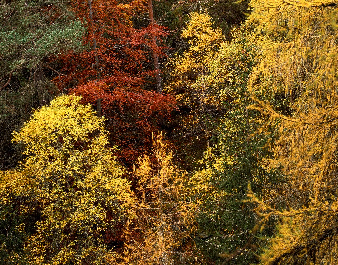 #060771-1 - Mixture of Woodland Trees, Glen Bruar, Perthshire, Tayside Region, Scotland