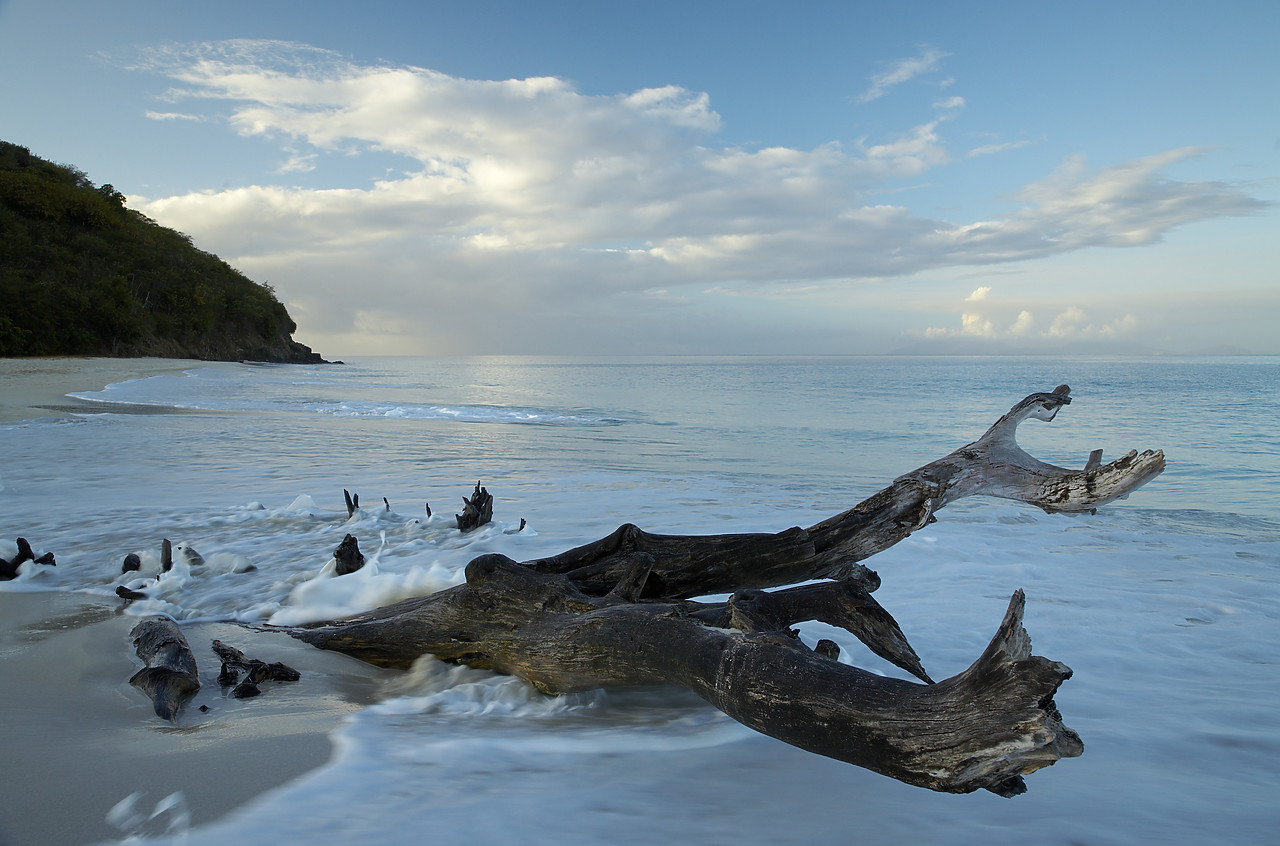#070021-1 - Drift Wood on Fryes Beach, Antigua, Caribbean, West Indies