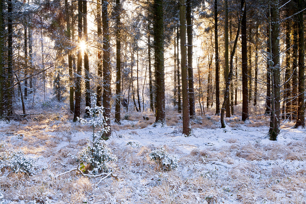 #100549-1 - Woodland in Winter, Dorset, England