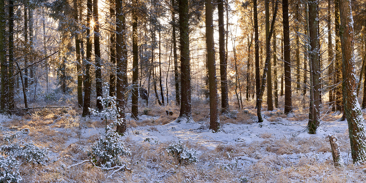 #100549-2 - Woodland in Winter, Dorset, England