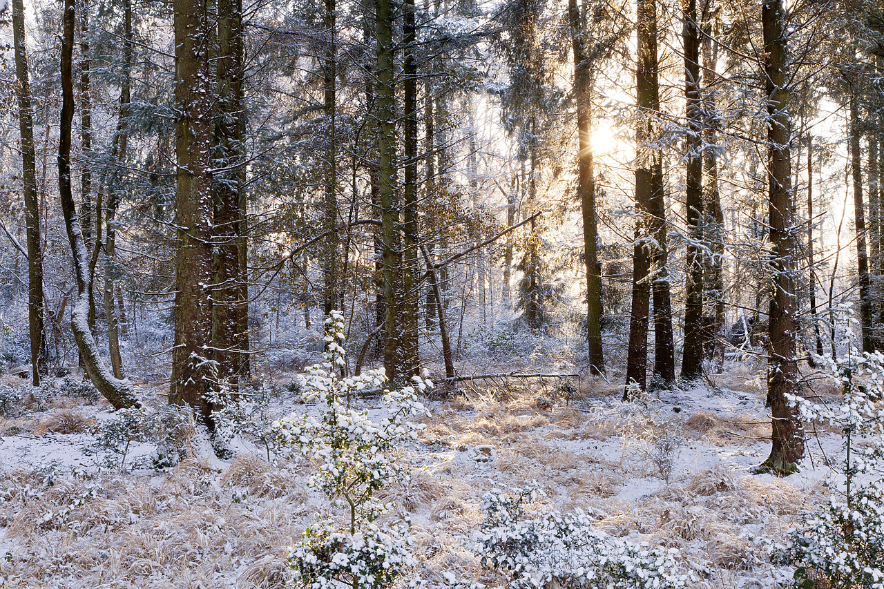 #100550-1 - Woodland in Winter, Dorset, England