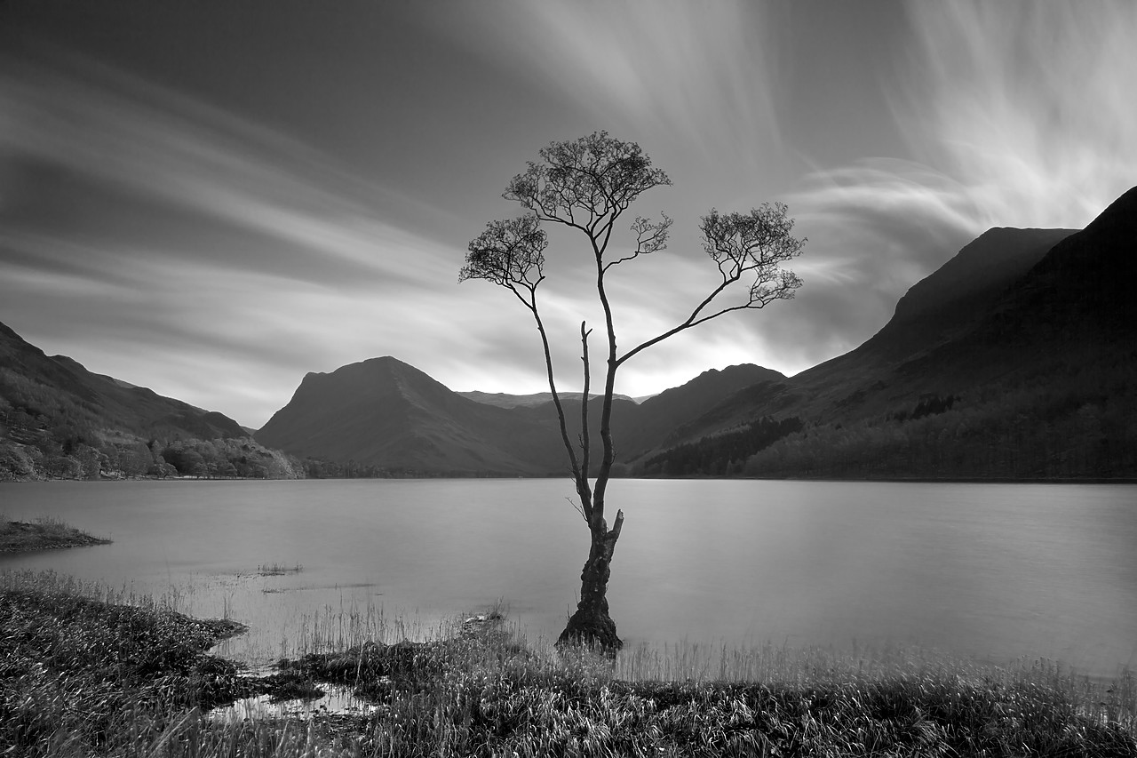 #110346-1 - Tree in Buttermere, Lake District National Park, Cumbria, England