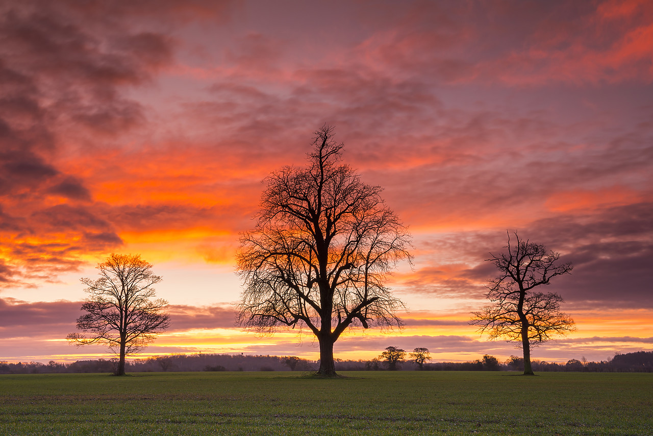 #140058-1 - Three Trees at Sunrise, Norfolk, England